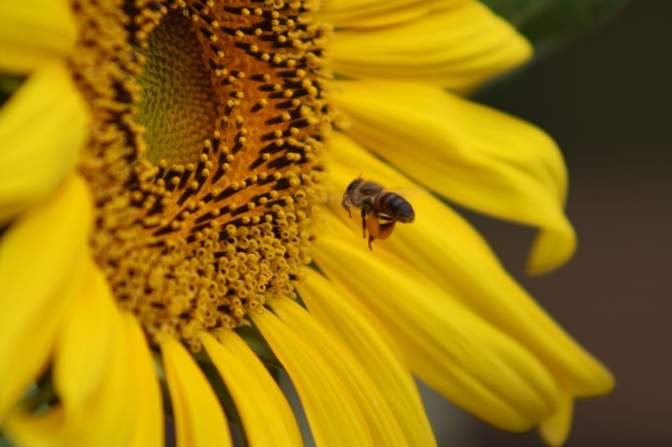 honeybee perched on sunflower preview