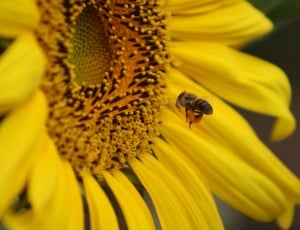 honeybee perched on sunflower thumbnail