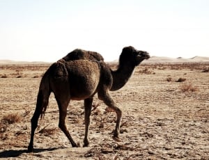 brown camel walking during daytime thumbnail