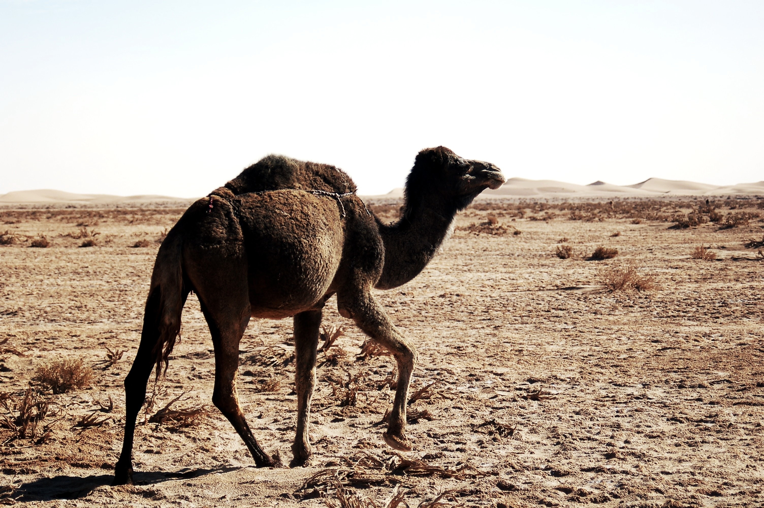 brown camel walking during daytime