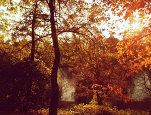 Colors, Sun, Nature, Autumn, Landscape, autumn, tree thumbnail