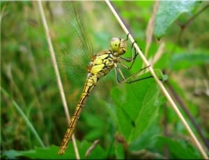 Dragonfly, Summer, Meadow, Insect, Close, one animal, insect thumbnail