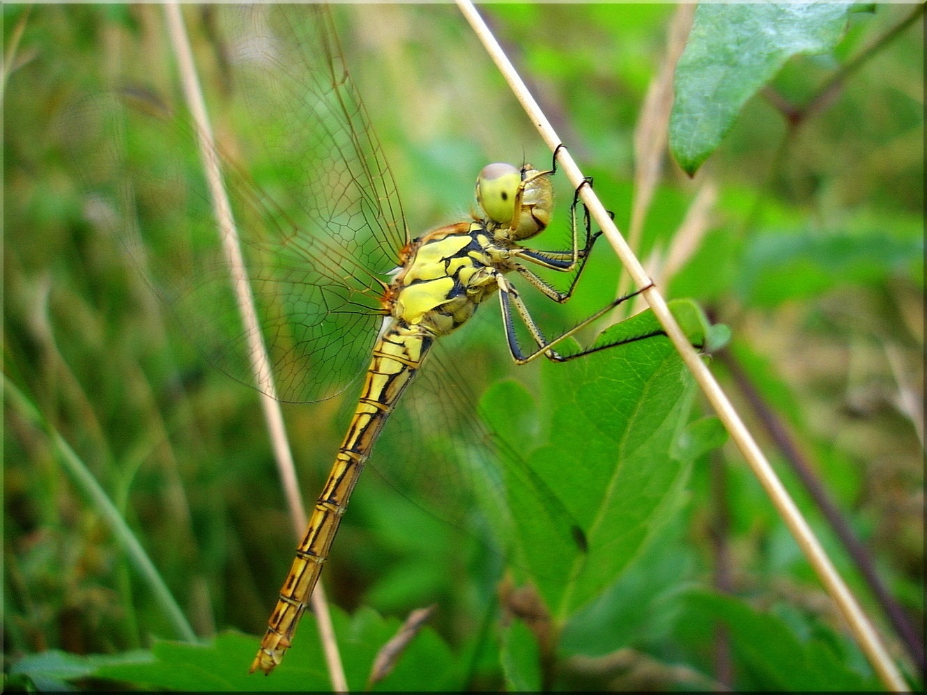 Dragonfly, Summer, Meadow, Insect, Close, one animal, insect