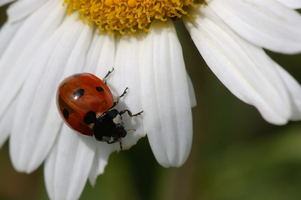 ladybug on daisy preview