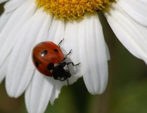 ladybug on daisy thumbnail