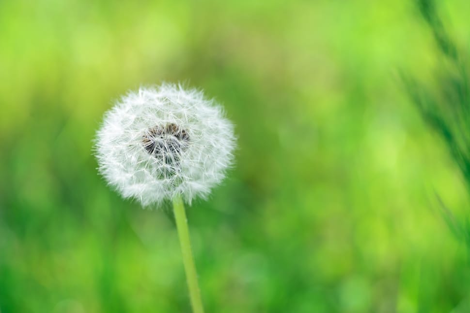 selective focus of white dandelion preview