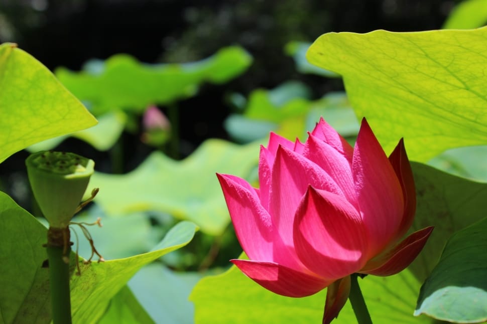 pink lotus in close up photography preview