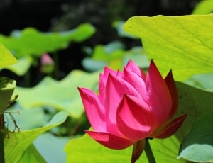 pink lotus in close up photography thumbnail