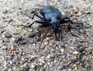 black blister beetle thumbnail