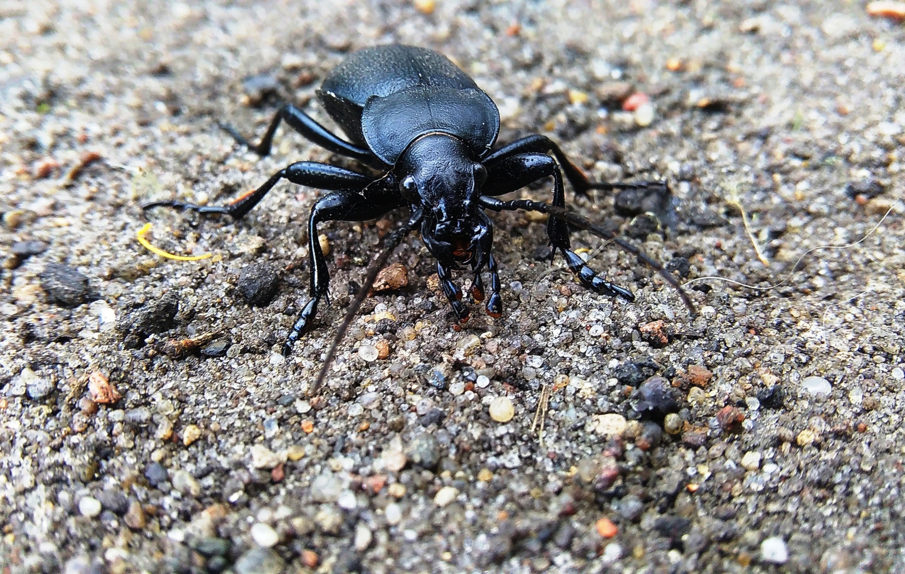 black blister beetle