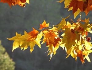 yellow and brown maple leaves thumbnail