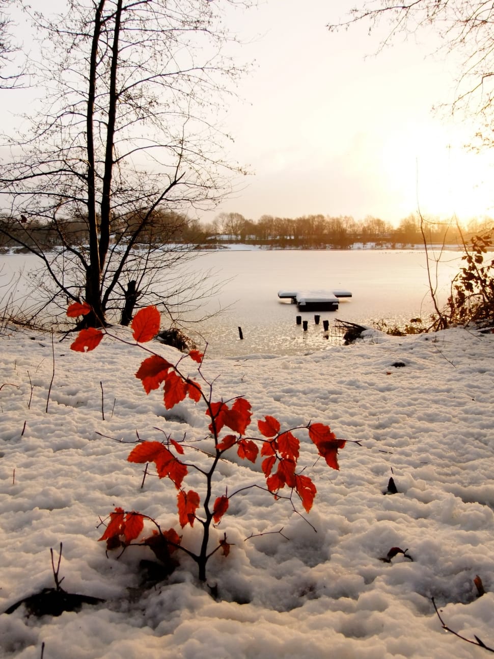 red leaf plant on ground covered with snow near seashore at daytime preview
