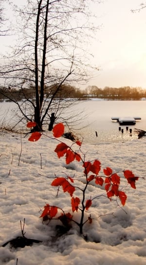 red leaf plant on ground covered with snow near seashore at daytime thumbnail