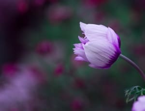 pink and purple flower thumbnail