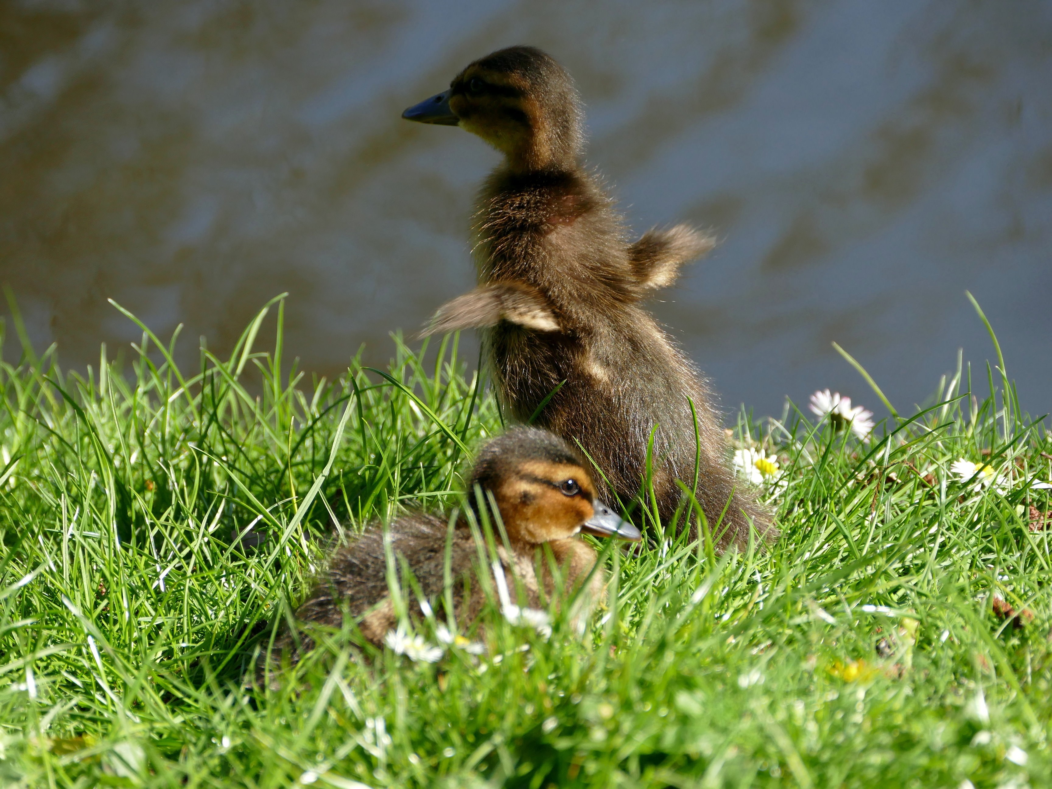 2 brown ducklings
