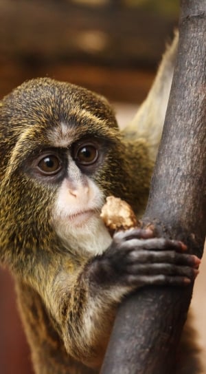 Africa, Big, Animal, Cute, Eyes, Brown, monkey, animal wildlife thumbnail