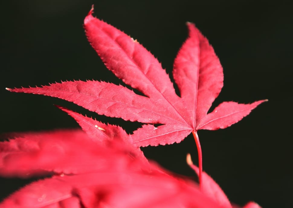 red leaves preview