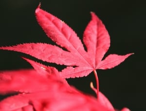 red leaves thumbnail