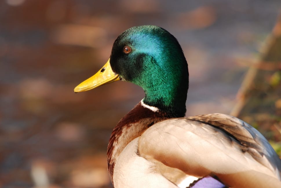 mallard duck preview