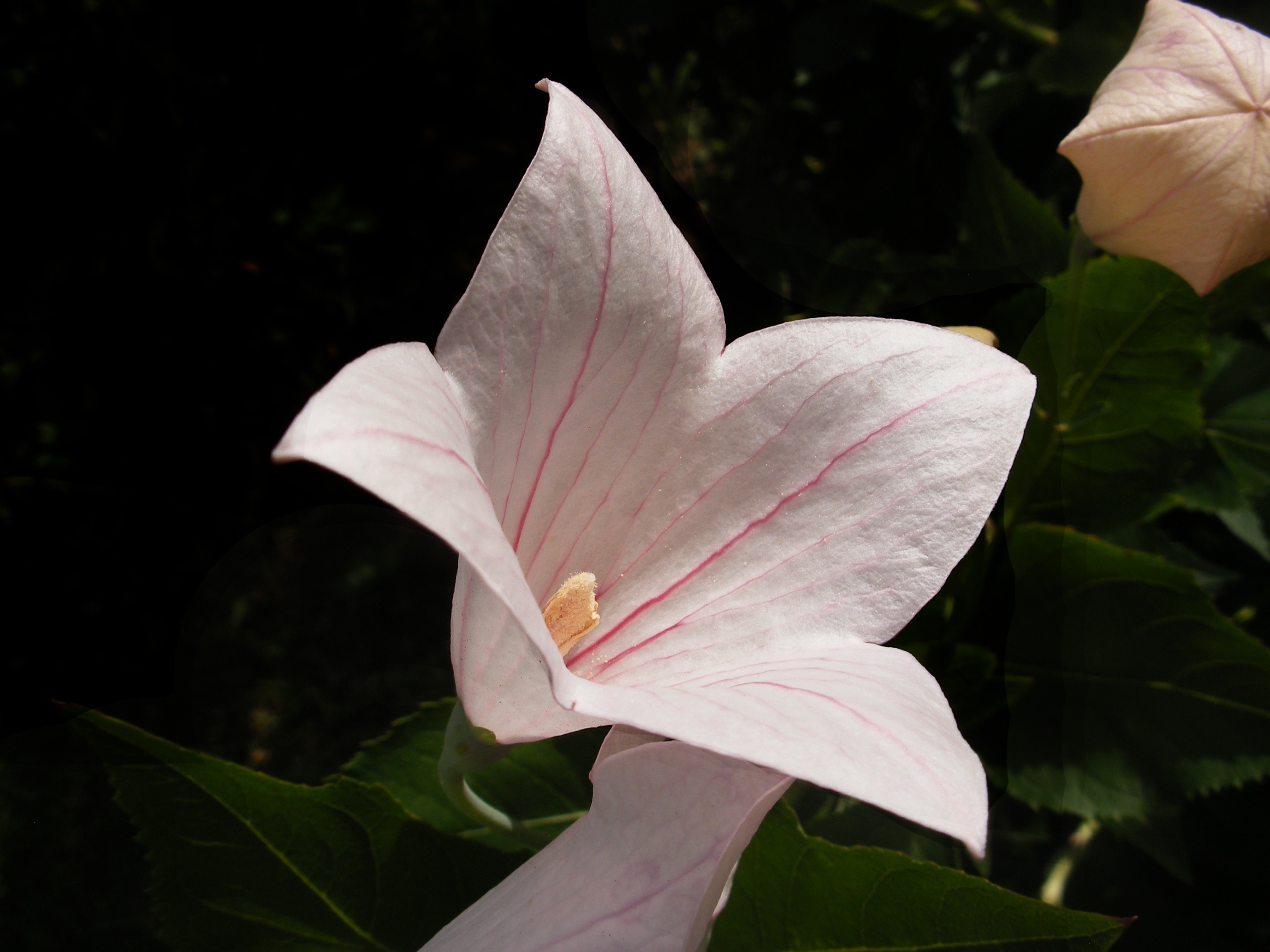 white and pink balloon flower