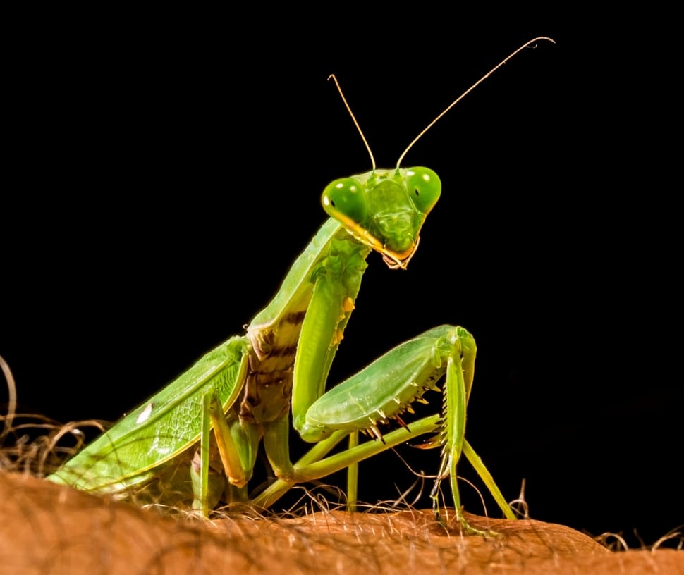 Fishing Locust, Praying Mantis, Green, one animal, animal themes preview