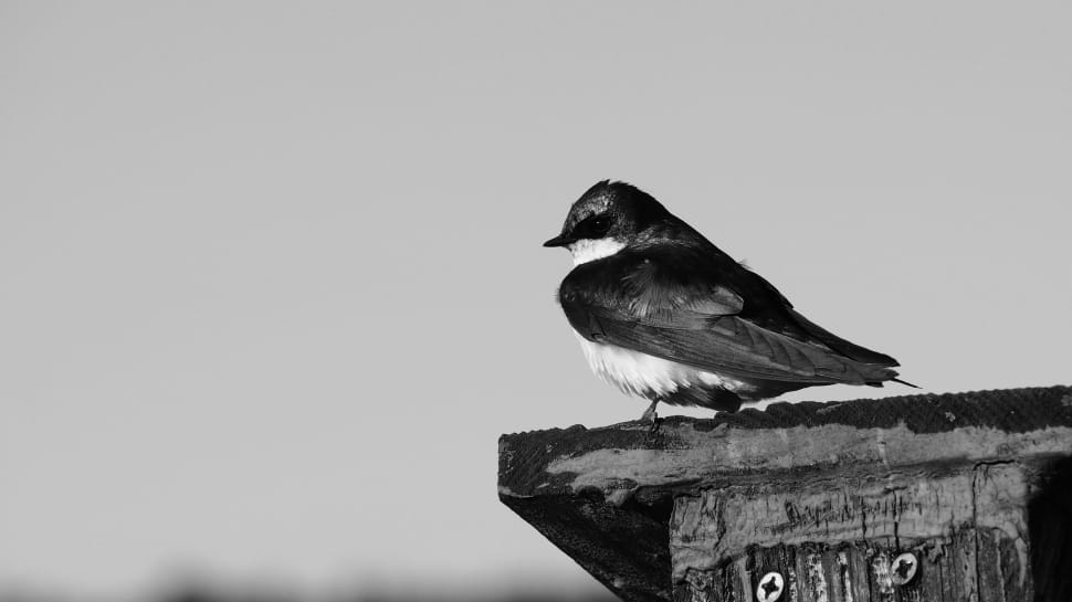grayscale photo of swallow bird preview