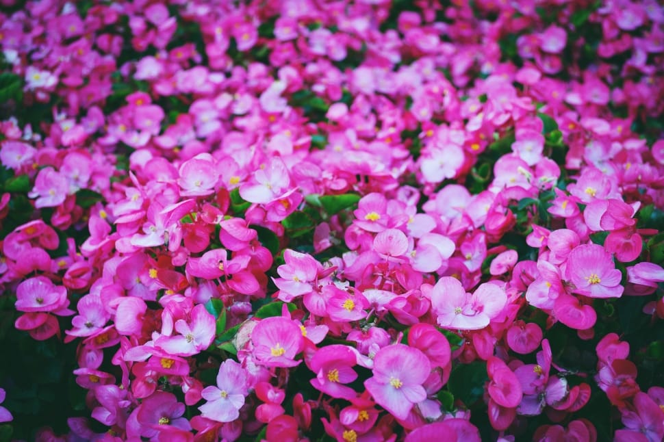 pink flowers lot preview