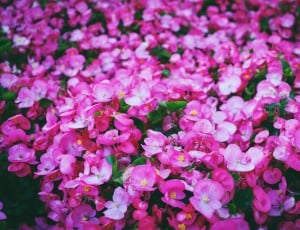 pink flowers lot thumbnail