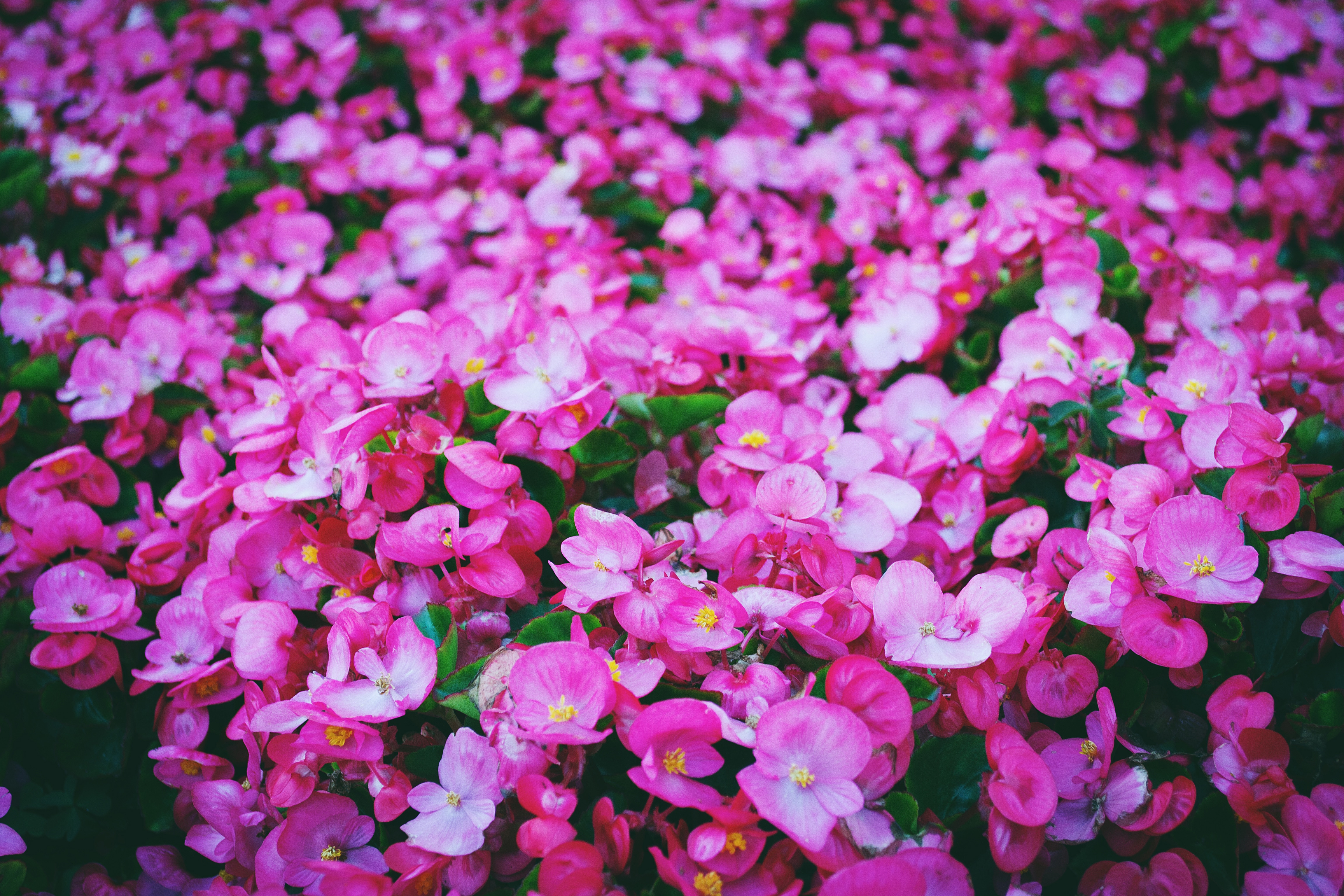 pink flowers lot