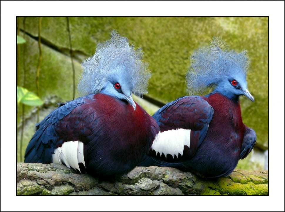 two blue maroon and white birds preview