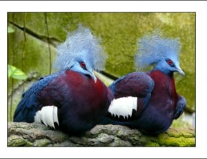 two blue maroon and white birds thumbnail