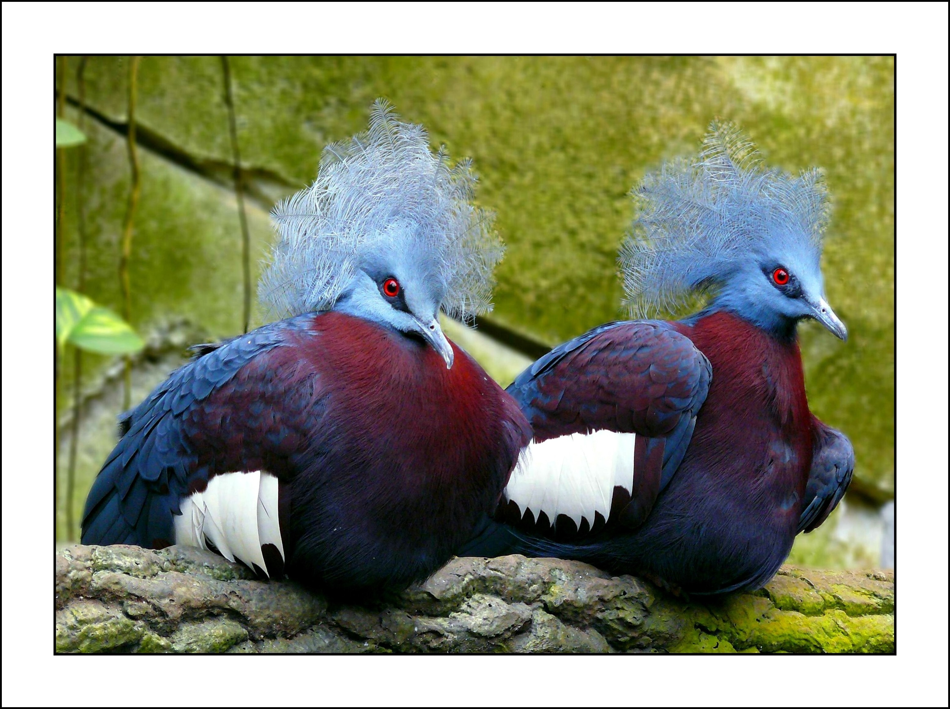 two blue maroon and white birds
