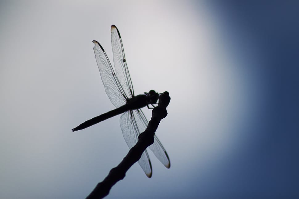 silhouette of dragonfly preview