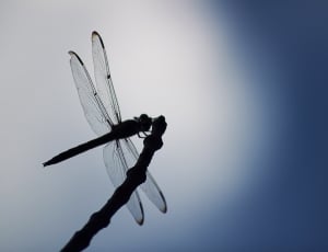 silhouette of dragonfly thumbnail