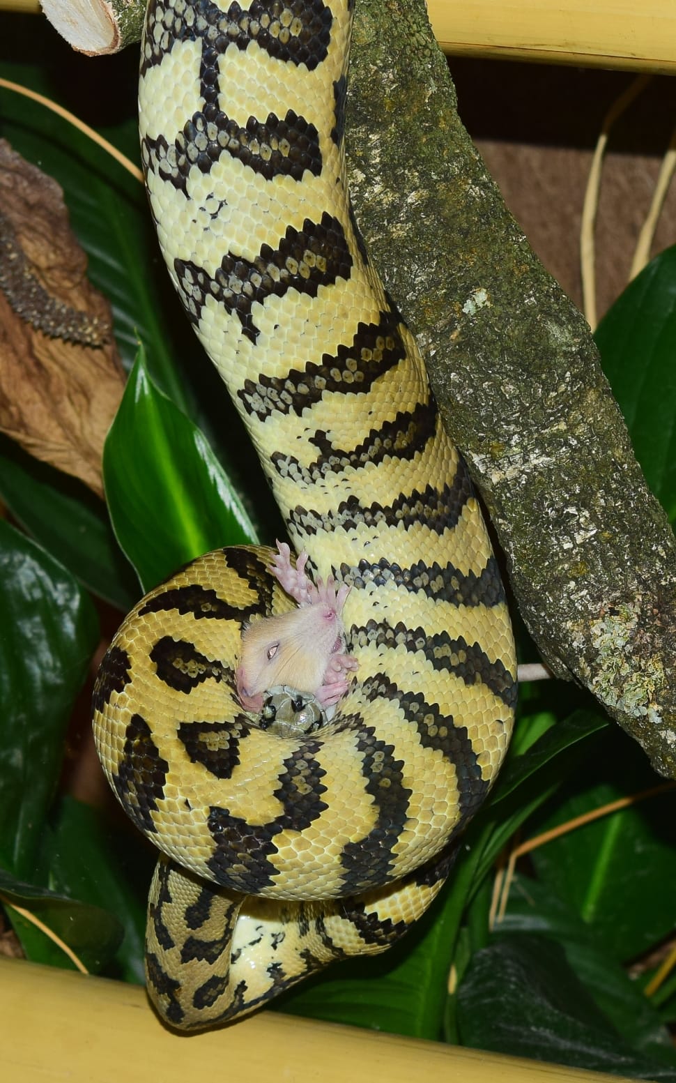 black and beige stripe python preview