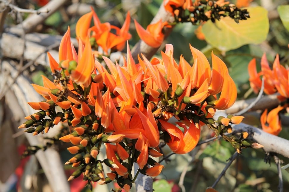 Erythrina Caffra, Coral Tree, Flowers, flower, orange color preview