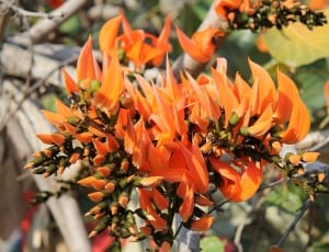 Erythrina Caffra, Coral Tree, Flowers, flower, orange color thumbnail