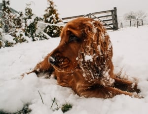 brown, dog, snow, winter, snow, dog thumbnail
