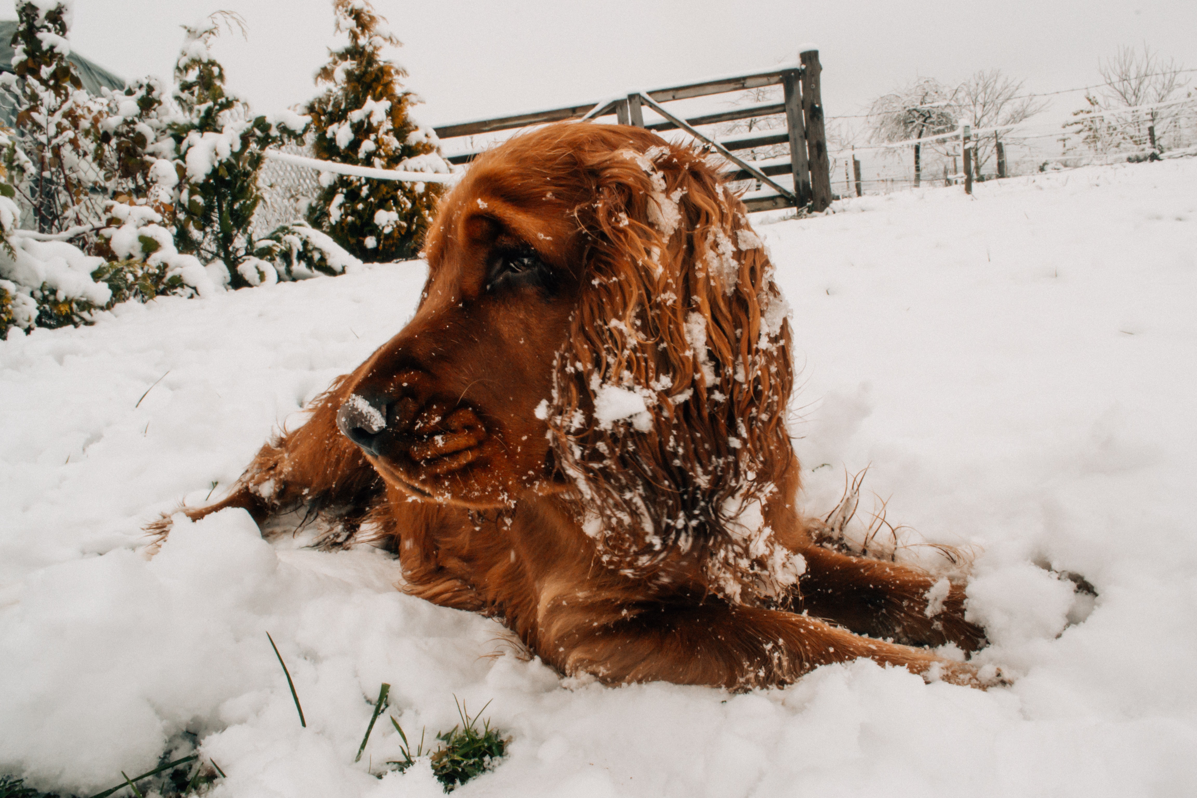 brown, dog, snow, winter, snow, dog