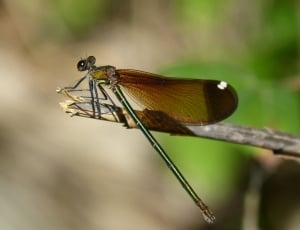 Libella, Black Dragonfly, one animal, insect thumbnail