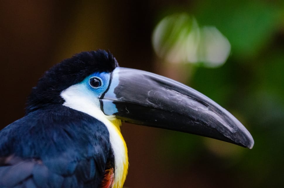Channel-billed Toucan preview