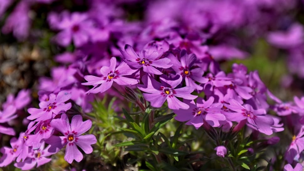 purple 5 petal flowers preview