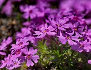 purple 5 petal flowers thumbnail