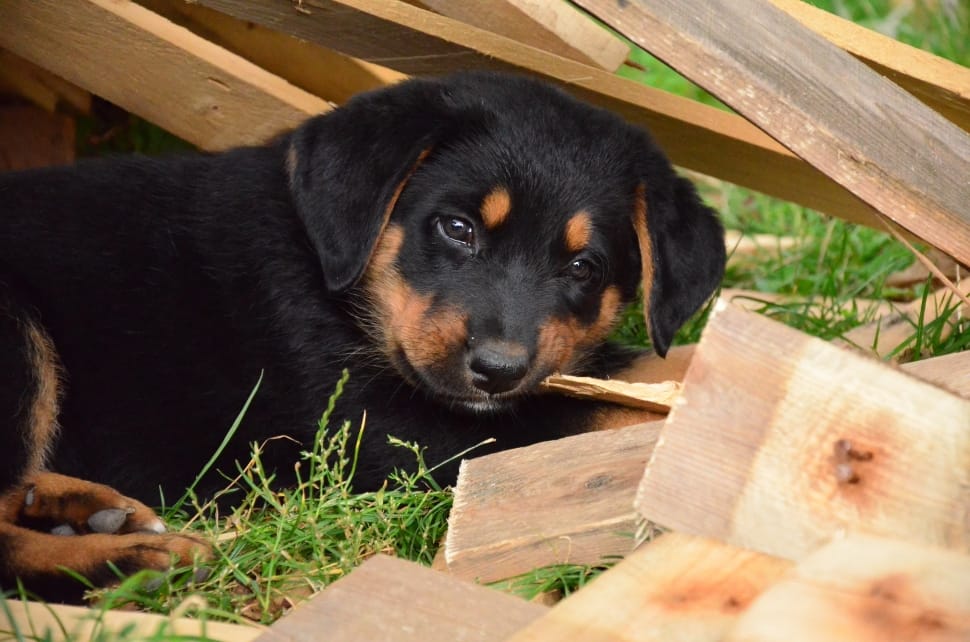 black and tan rottweiler puppy preview