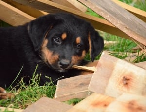 black and tan rottweiler puppy thumbnail