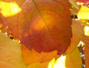 autumn leaves thumbnail