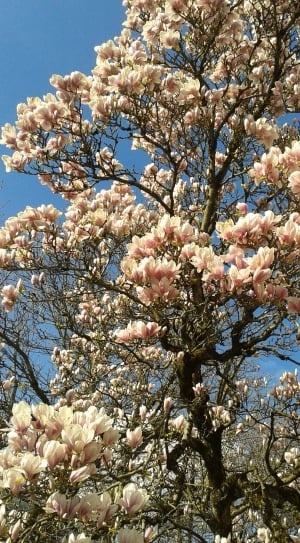 Magnolia, Flower, Autumn, Flowers, flower, tree thumbnail