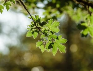 green tree leaf thumbnail