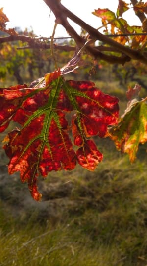 red and green maple leaf thumbnail