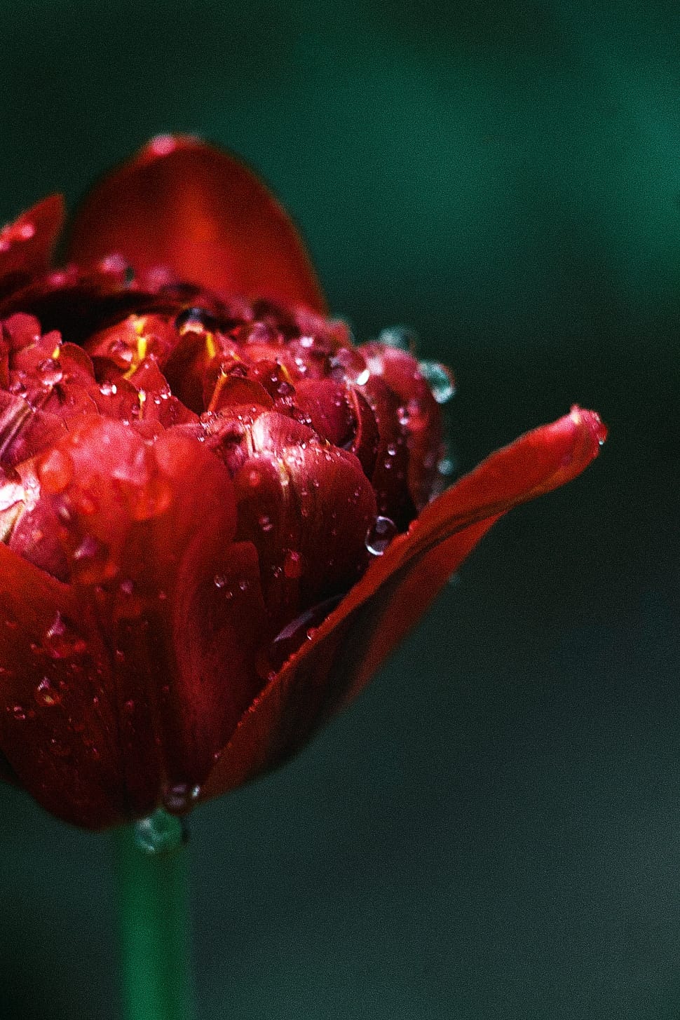 red tulip close up photography preview